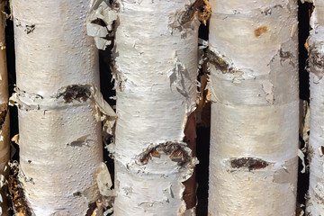 background, bark texture birch, birch bark
