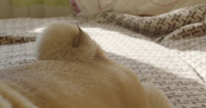 Dog pug wagging tail curl. Close up