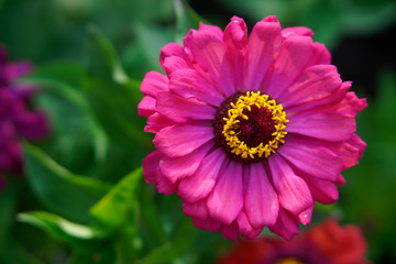 Obraz premium A delightful purple zinnia flower on a garden flower bed. Close-up. Shallow depth of field. Daylight
