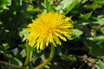Beautiful dandelion flower in garden, closeup 
