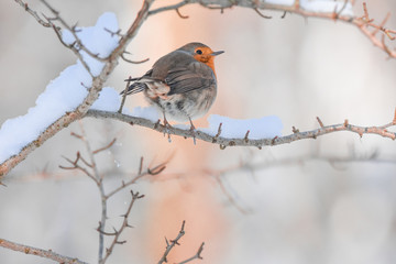 christmas snow robin
