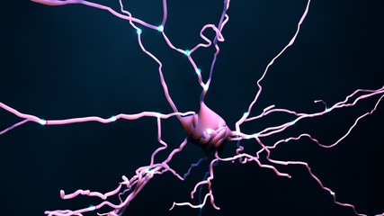 Neuron cell that transmits informations or memories