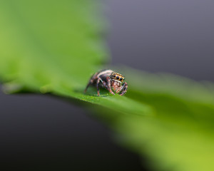Jumping Spider