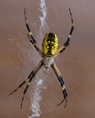 Yellow Orb Weaver