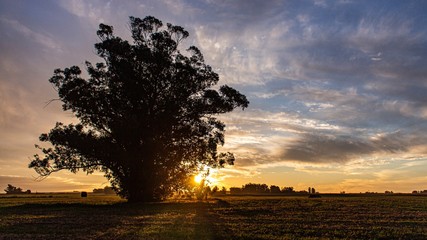 Sunset big tree