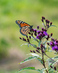 Monarch Butterfly 
