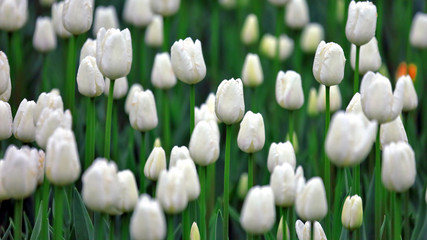 large number of growing white tulips. flower botany.