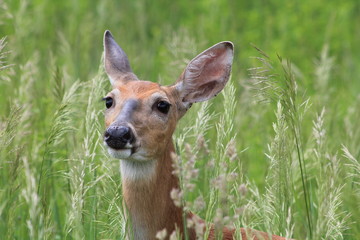 deer in the grass