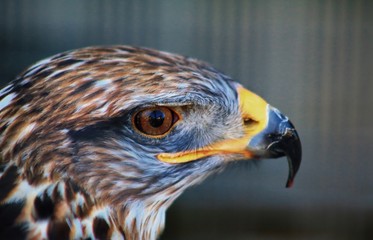 portrait of an hawk