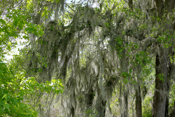 Spanish moss on a tree