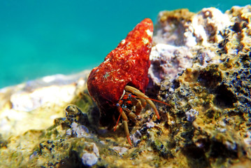 Underwater photo of Mediterranean Hermit crab - Clibanarius erythropus