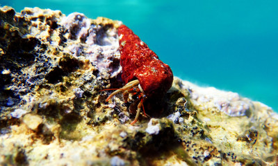 Underwater photo of Mediterranean Hermit crab - Clibanarius erythropus