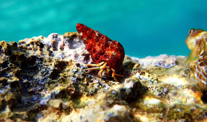 Underwater photo of Mediterranean Hermit crab - Clibanarius erythropus
