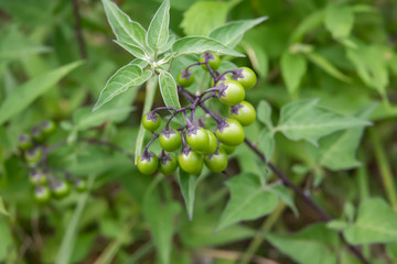 Bittersweet Nightshade Fruits Ripening in Summer