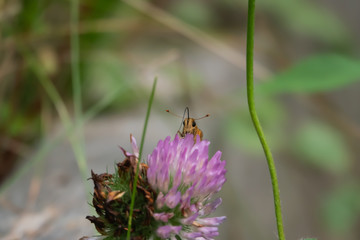 Peck's Skipper on Red Clover Flower in Summer