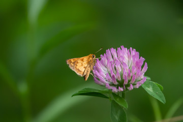 Peck's Skipper on Red Clover Flower in Summer