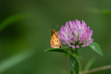 Peck's Skipper on Red Clover Flower in Summer