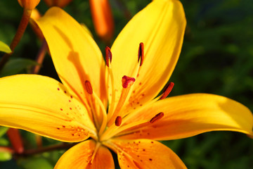 Beautiful yellow lily flower. Close-up. Background. Texture.