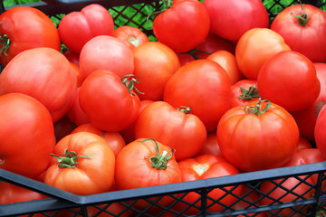 Fresh red tomatoes in a basket. Environmentally friendly product. Vegetables without genetically modified organisms. Close-up. Background.