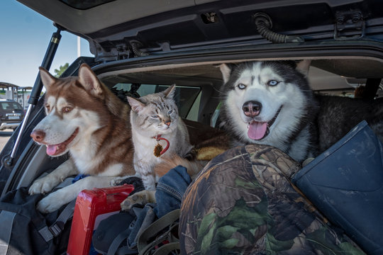 Concept of traveling with pets in the car. Husky dogs and a siamese cat with blue eyes in a luggage-filled car trunk