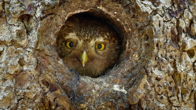 Eurasian pygmy owl looking out of nest hole