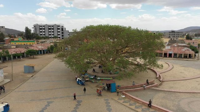 Ascending spinning drone shot of spectacular historic tree on central square, contrast between nature and city, traditional meeting place in downtown Aksum, Ethiopia, Africa