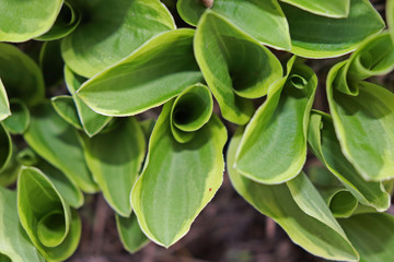 Fototapeta premium Hosta Leaves, Franklin, Vermont