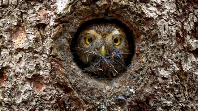 Eurasian pygmy owl (Glaucidium passerinum) throwing out garbage