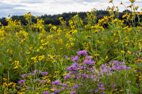 Wild Bergamot and Sunflowers in Moraine Hills State Park in illinois