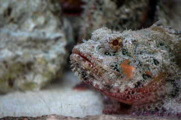 Grumpy Fish 