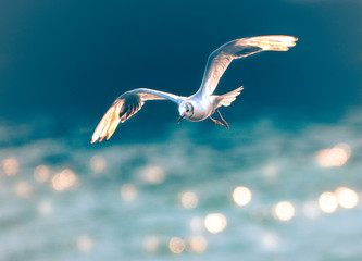 Fototapeta na wymiar seagull in flight