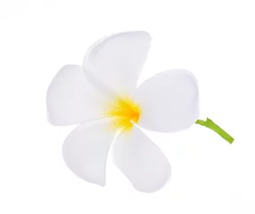 Keuken spatwand met foto plumeria flower on white background © tapaton