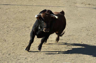 bull in spain