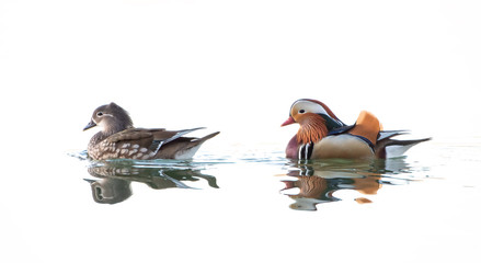 Female and male Mandarin Ducks swimming