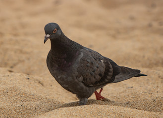 Birds close up with stunning views