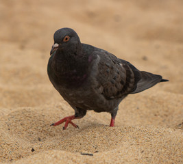 Birds close up with stunning views
