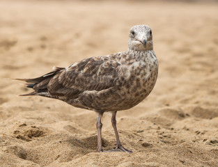 Birds close up with stunning views