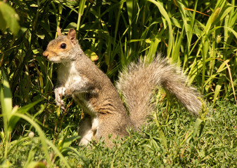 Squirrel ready to jump on food