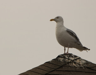 Birds close up with stunning views