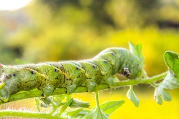 Closeup of a Tomato Hornworm in a garden  (Manduca quinquemaculata)