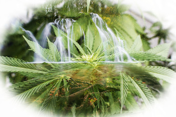 Beautiful Marijuana Art With Cannabis Sativa Leafs With Waterfalls