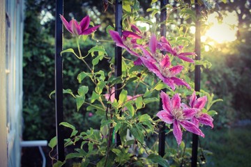 Obraz premium Beautiful morning view of Kilian Donahue variety clematis flowers on vine, selective soft focus with dappled sunlight in an old fashioned Victorian garden