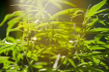 Fototapeta na wymiar Background of the marijuana tree 