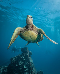 Turtles in Hawaii chilling at a cleaning station
