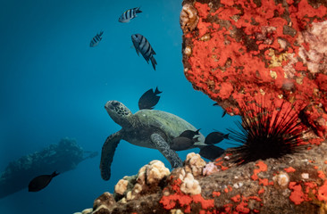 Turtles in Hawaii chilling at a cleaning station