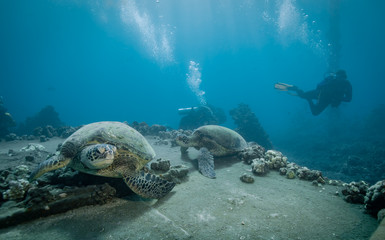 Turtles in Hawaii chilling at a cleaning station