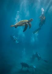 Fototapeta na wymiar Green Sea Turtles in hawaii