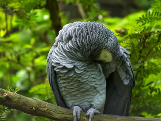 an african grey parrot preening its feathers