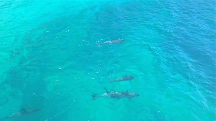 Fernando de Noronha Island, a UNESCO World Heritage site at Pernambuco, Brazil - July, 2019 - 4k footage view flying of wild spinning and jumping dolphins swimming in beautiful turquoise sea water