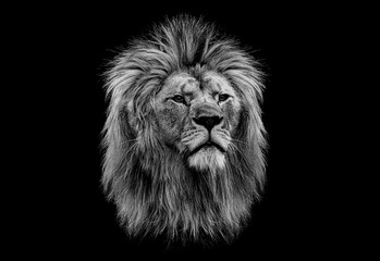 Black and white head of a lion